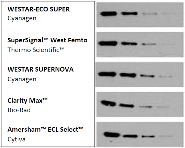 Blot-Comparative