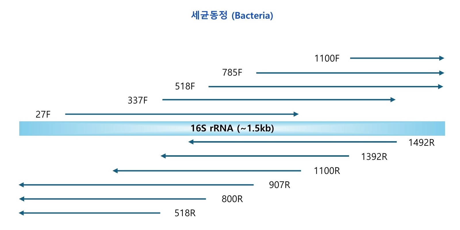 Microbial-Identification-FF11
