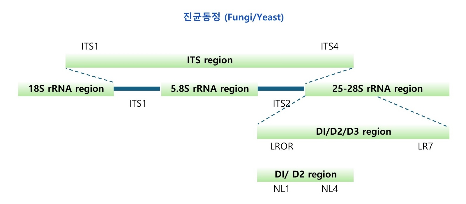 Microbial-Identification-FF122