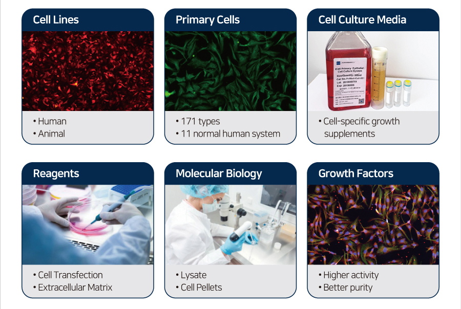 682호-The World Cell Factory – iCell Bioscience – (주)바이오디